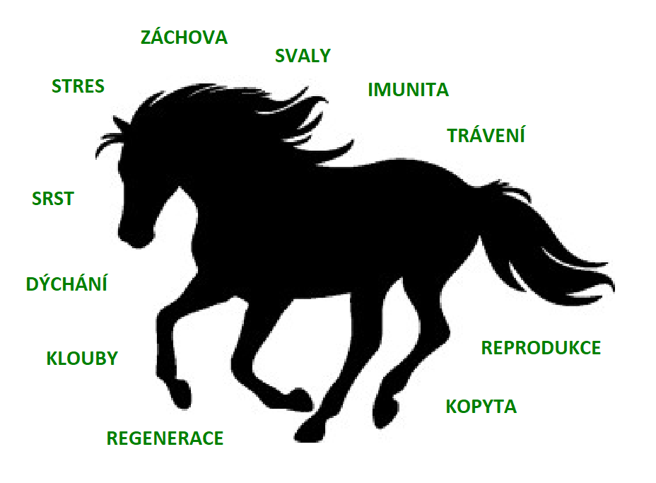 dle POŽADAVKŮ